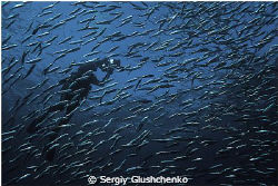 Sardine Run by Sergiy Glushchenko 